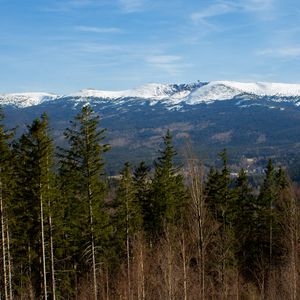 Preview wallpaper forest, trees, mountains, snow, nature