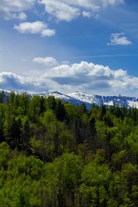 Preview wallpaper forest, trees, mountains, snow, landscape, clouds