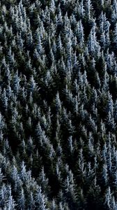 Preview wallpaper forest, trees, nature, spruce