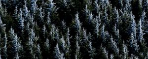 Preview wallpaper forest, trees, nature, spruce