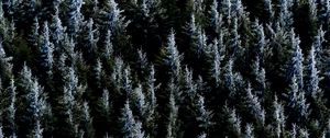 Preview wallpaper forest, trees, nature, spruce