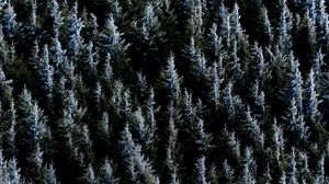 Preview wallpaper forest, trees, nature, spruce