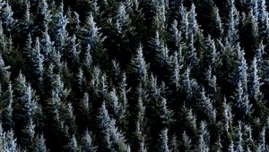 Preview wallpaper forest, trees, nature, spruce