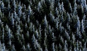 Preview wallpaper forest, trees, nature, spruce