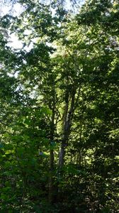Preview wallpaper forest, trees, nature, plants, sun, foliage, landscape
