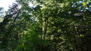 Preview wallpaper forest, trees, nature, plants, sun, foliage, landscape