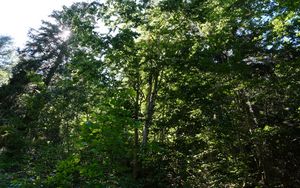 Preview wallpaper forest, trees, nature, plants, sun, foliage, landscape