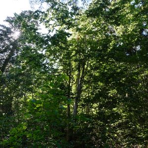 Preview wallpaper forest, trees, nature, plants, sun, foliage, landscape