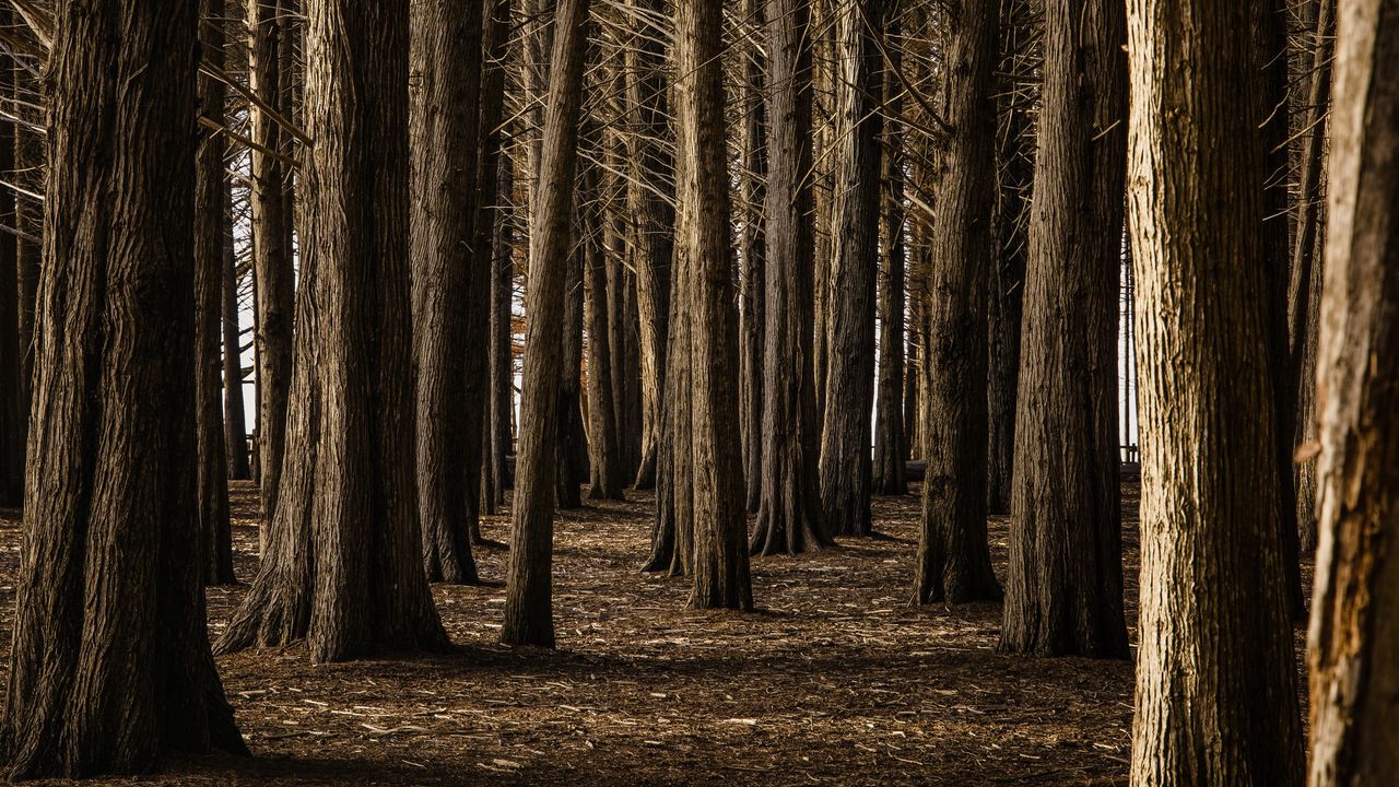 Wallpaper forest, trees, nature, brown