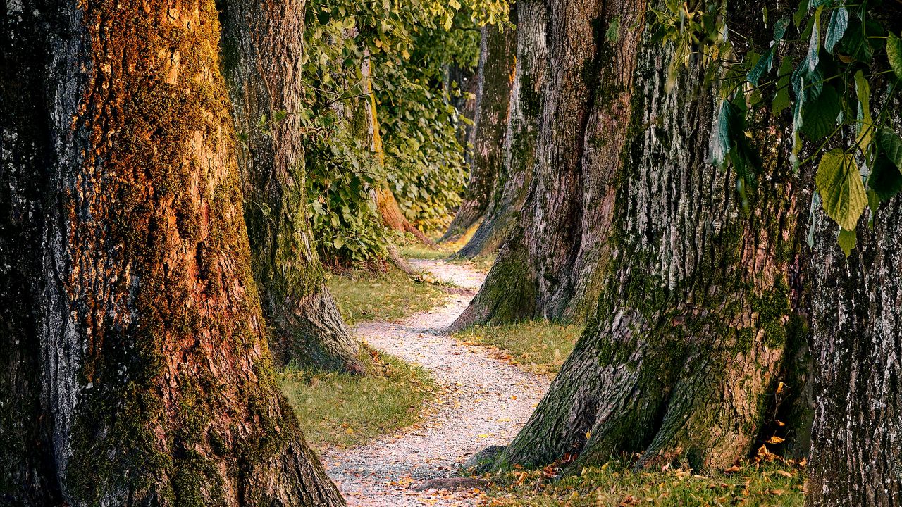 Wallpaper forest, trees, nature, path