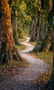 Preview wallpaper forest, trees, nature, path