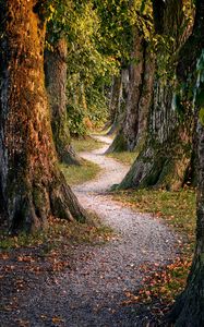 Preview wallpaper forest, trees, nature, path