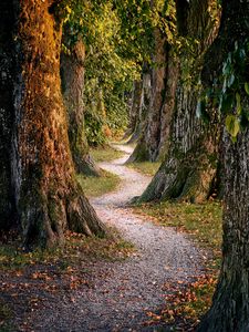 Preview wallpaper forest, trees, nature, path
