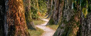 Preview wallpaper forest, trees, nature, path