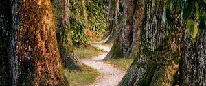 Preview wallpaper forest, trees, nature, path