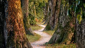 Preview wallpaper forest, trees, nature, path