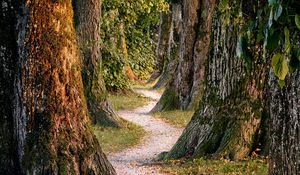 Preview wallpaper forest, trees, nature, path
