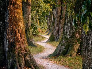 Preview wallpaper forest, trees, nature, path