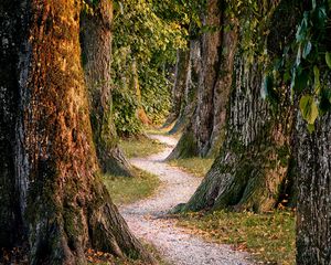 Preview wallpaper forest, trees, nature, path