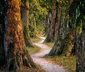 Preview wallpaper forest, trees, nature, path