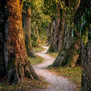 Preview wallpaper forest, trees, nature, path