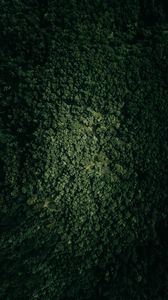 Preview wallpaper forest, trees, nature, aerial view, green