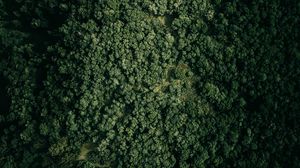 Preview wallpaper forest, trees, nature, aerial view, green