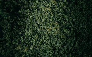 Preview wallpaper forest, trees, nature, aerial view, green