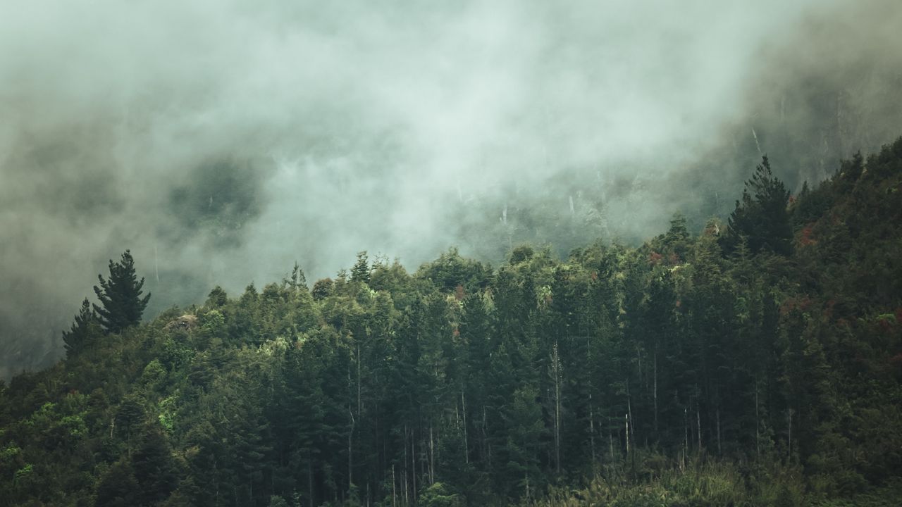 Wallpaper forest, trees, nature, fog
