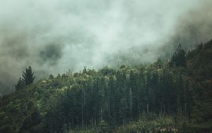 Preview wallpaper forest, trees, nature, fog