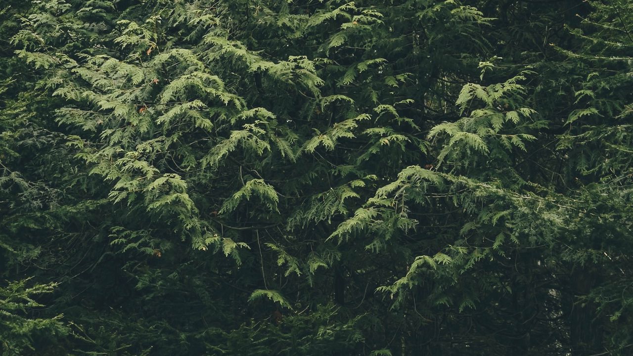 Wallpaper forest, trees, nature, green