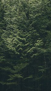 Preview wallpaper forest, trees, nature, green