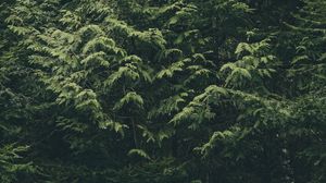 Preview wallpaper forest, trees, nature, green
