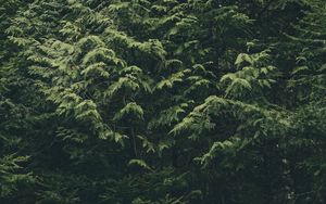 Preview wallpaper forest, trees, nature, green