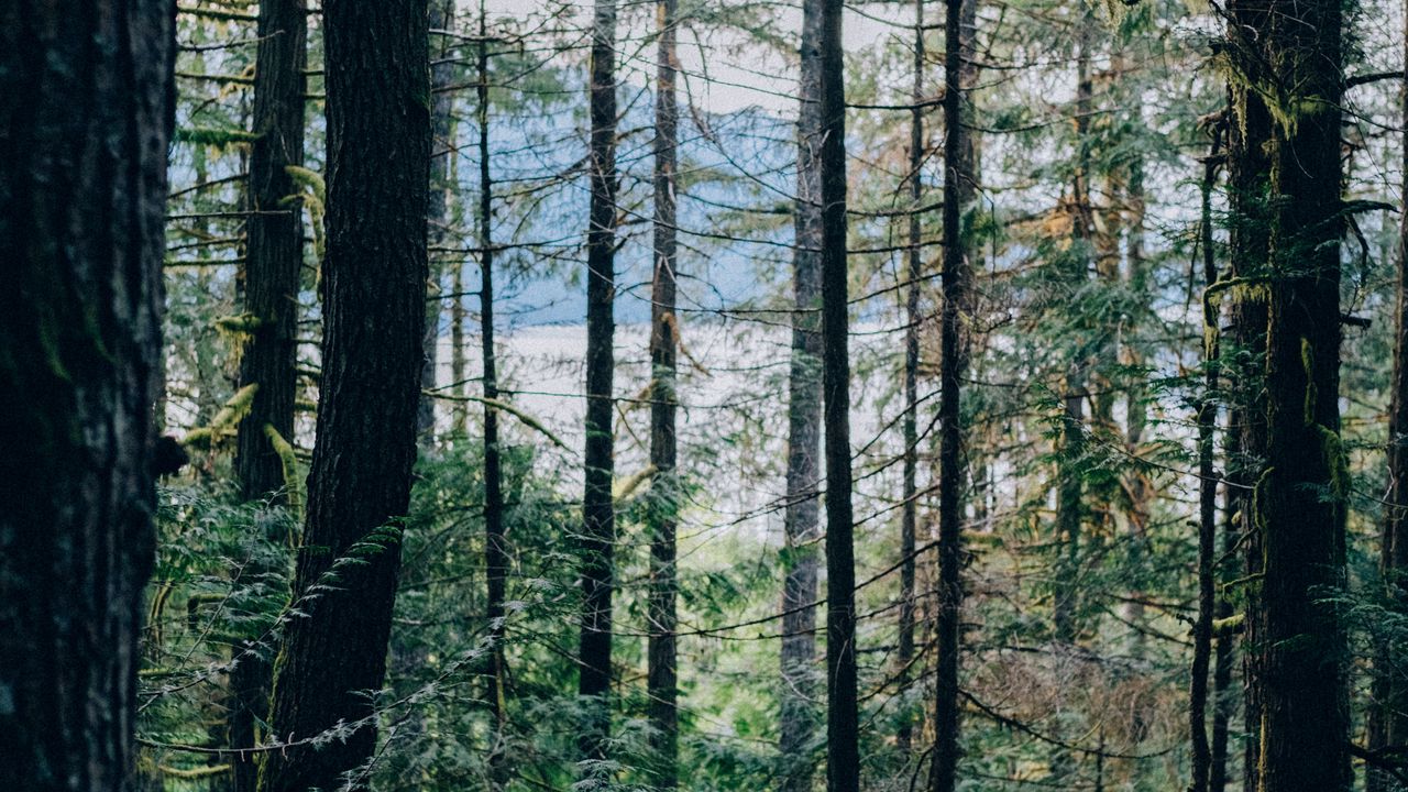Wallpaper forest, trees, nature, light