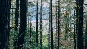 Preview wallpaper forest, trees, nature, light