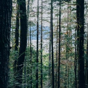 Preview wallpaper forest, trees, nature, light