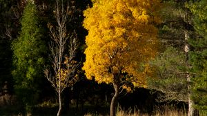 Preview wallpaper forest, trees, nature, autumn