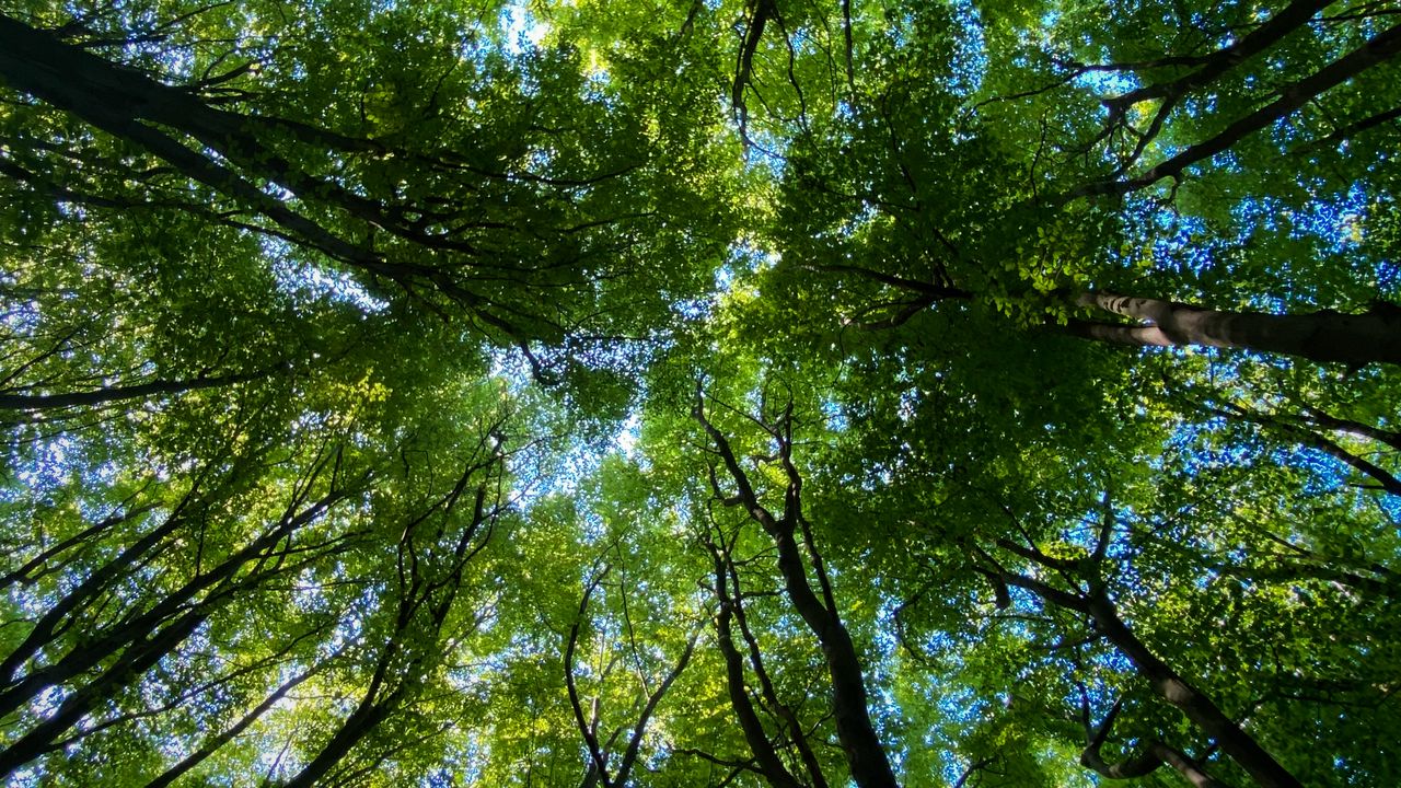 Wallpaper forest, trees, nature, bottom view