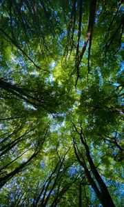 Preview wallpaper forest, trees, nature, bottom view