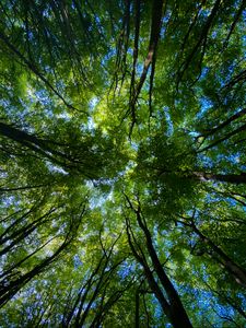 Preview wallpaper forest, trees, nature, bottom view