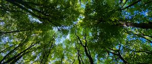 Preview wallpaper forest, trees, nature, bottom view