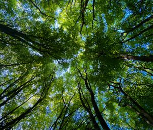 Preview wallpaper forest, trees, nature, bottom view