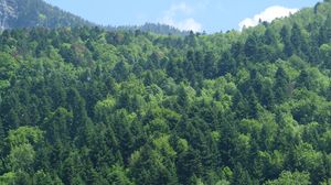 Preview wallpaper forest, trees, nature, aerial view