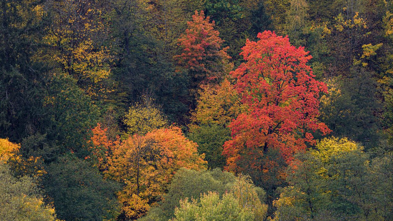 Wallpaper forest, trees, nature, landscape, aerial view