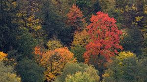 Preview wallpaper forest, trees, nature, landscape, aerial view