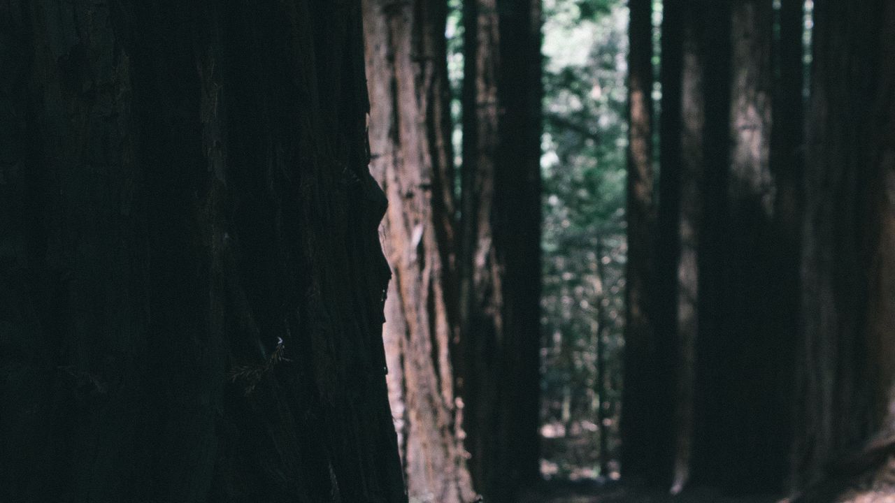 Wallpaper forest, trees, nature, dark