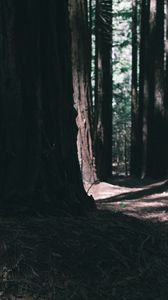 Preview wallpaper forest, trees, nature, dark