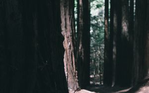 Preview wallpaper forest, trees, nature, dark