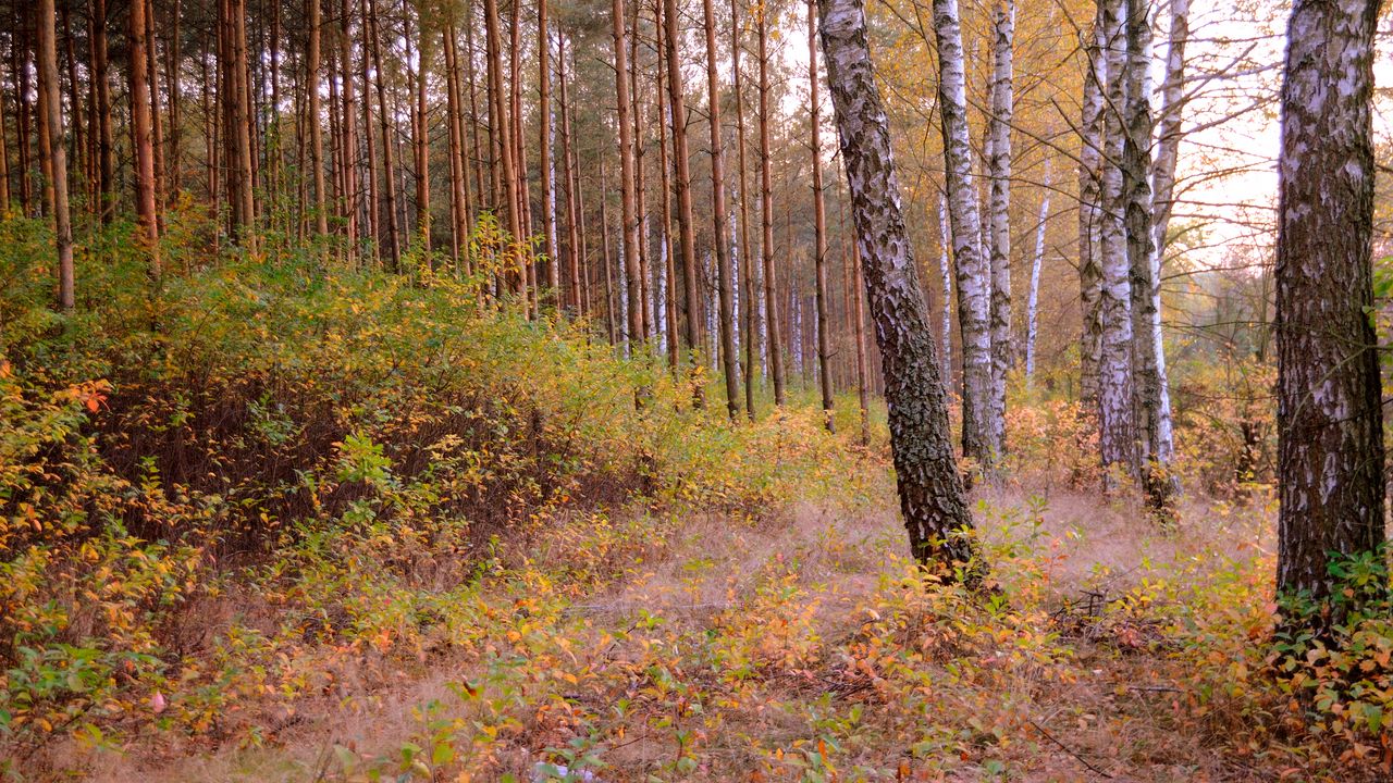 Wallpaper forest, trees, nature, autumn, landscape